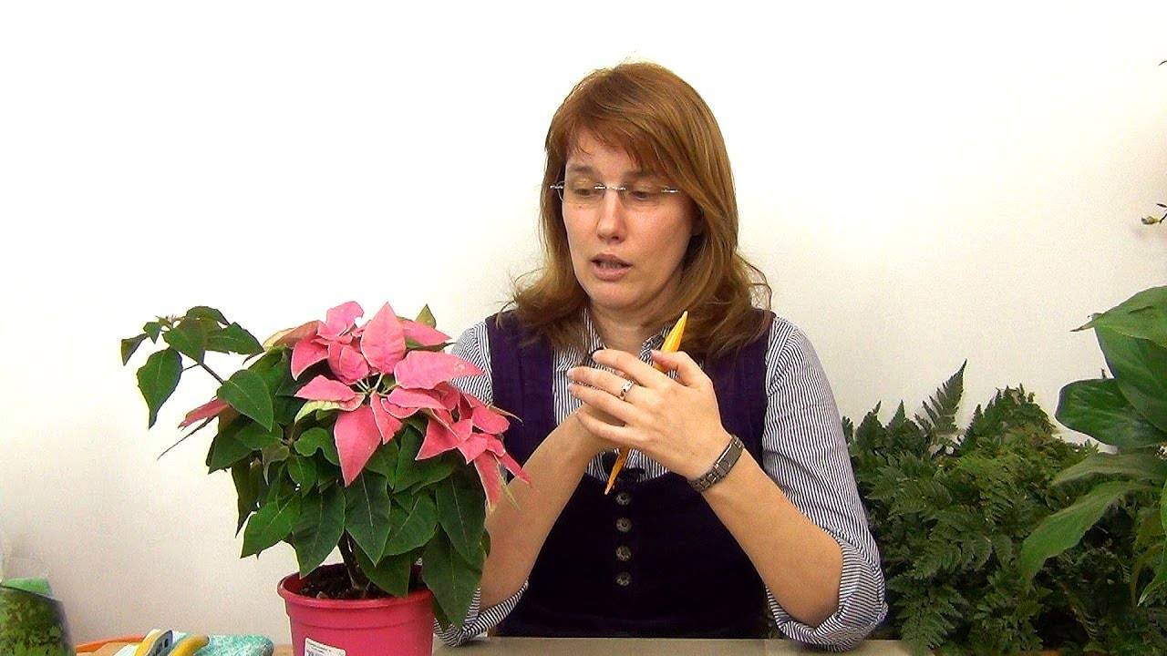 Когда лучше пересадить пуансеттию и как это делать? стоит ли тревожить цветок после покупки?