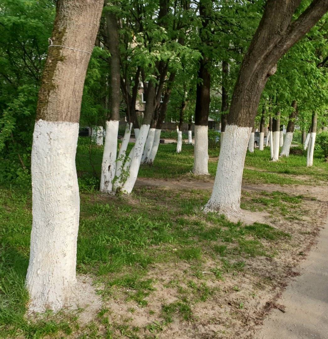Побелка деревьев: зачем, когда и как правильно их белить?