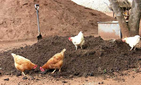 Как разводить сухой куриный помет для подкормки растений?