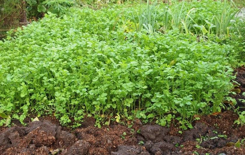 Применение сидератов для повышения урожайности картофеля и защиты от вредителей. какие лучше сажать и как именно?