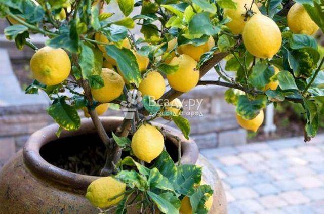 Оранжевый сорт лимона мейера: описание, преимущества и недостатки, особенности выращивания