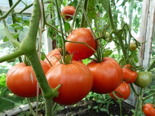 Чем нужно опрыскивать томаты в июне и июле, чтобы сберечь и повысить урожай