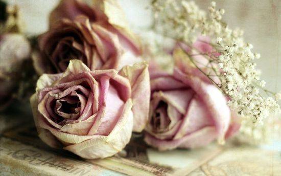 7 способов оживить розы, которые начали вянуть в вазе