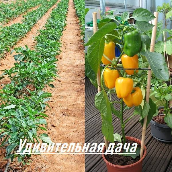 Агротехника выращивания болгарского перца (с видео)
