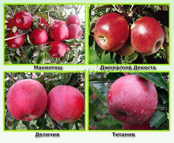 Сорта яблок – лучшие фрукты на любой вкус и цвет