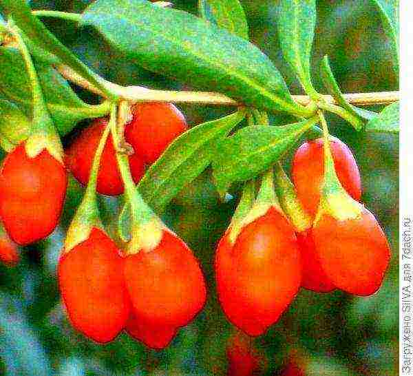 Особенности выращивания ягод годжи и его полезные свойства. все, что вы хотели знать о годжи!
