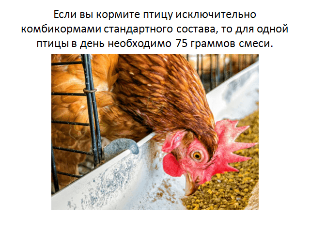 Чем кормить кур. корм для куриц несушек
