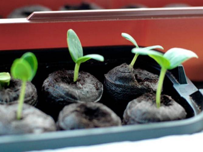 7 необычных способов выращивания рассады