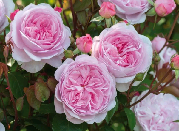 Пионовидные розы — что это за разновидность