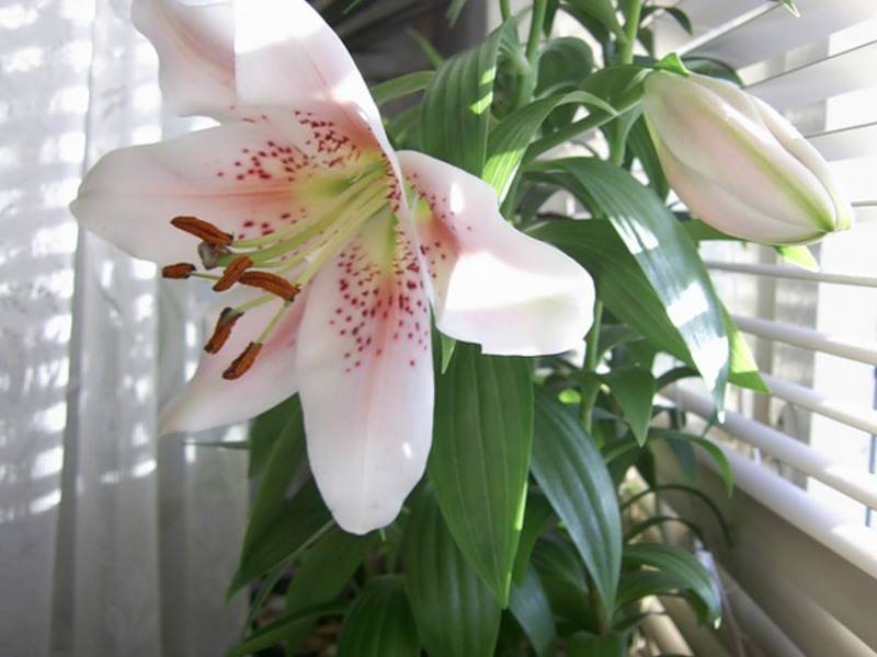 Выбор сорта комнатной лилии, как выращивать и ухаживать в домашних условиях