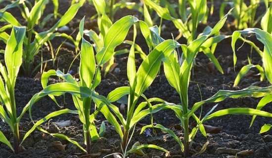 Как посадить кукурузу в огороде — поясняем по пунктам
