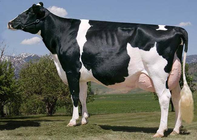 Разведение крупного рогатого скота: особенности и перспективы