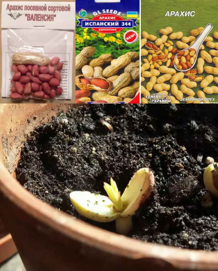 Как прорастить и посадить кедр из орешка в домашних условиях