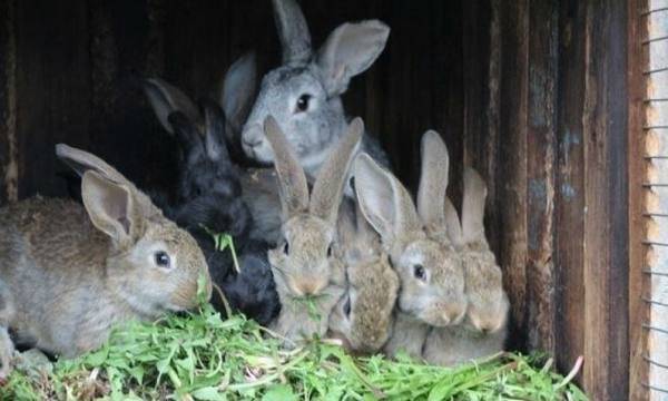 Кролики в яме: технология выращивания под землей