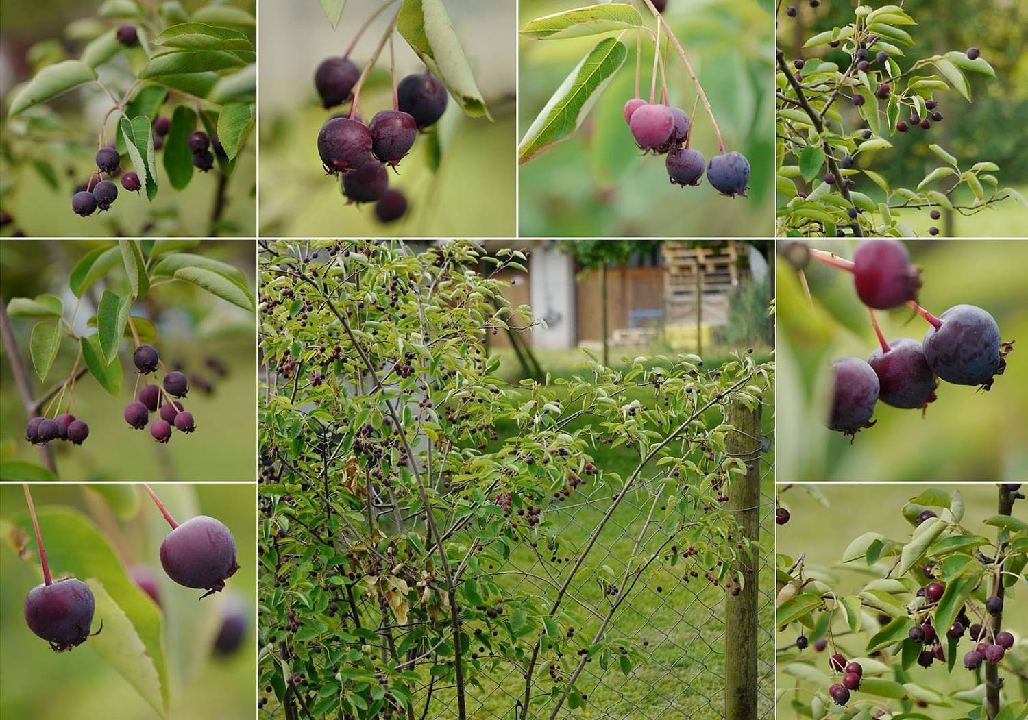 Ирга сорта смоки – высокоурожайный кустарник для вашего сада