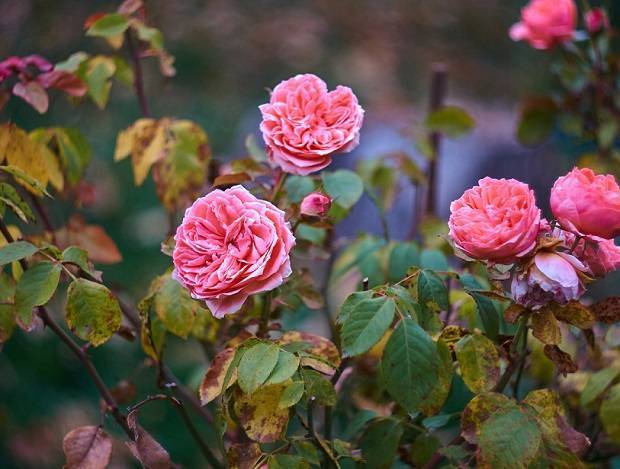 Как помочь розам перезимовать – советы по укрытию и хранению кустов