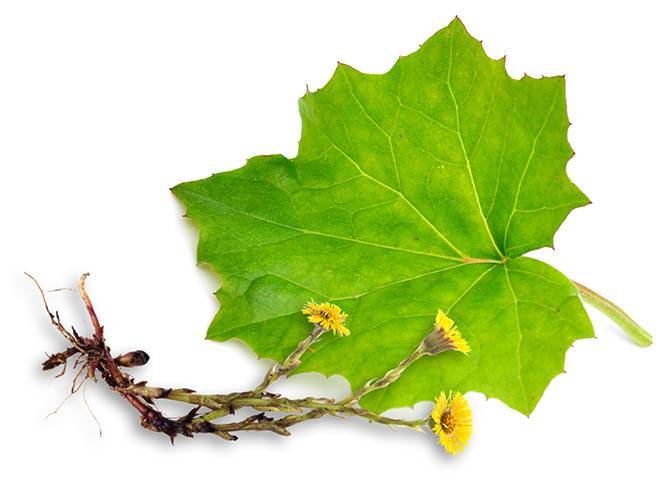 Лечебные свойства листьев клена и противопоказания, отвар, видео