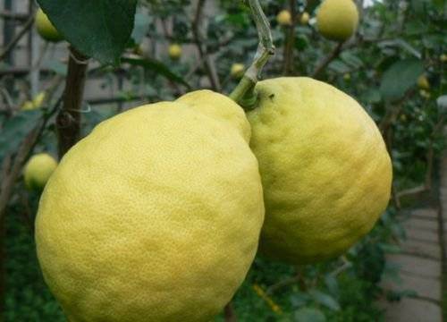 Выращивание комнатного лимона в домашних условиях. особенности выращивания лимона из косточки. агротехника выращивания лимона в комнате