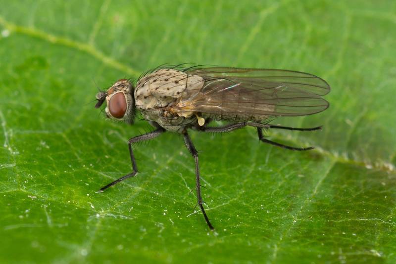 Луковая муха — как быстро избавиться?