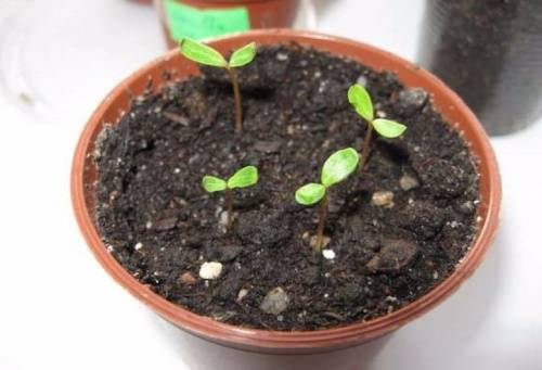 Катарантус: выращивание из семян в домашних условиях