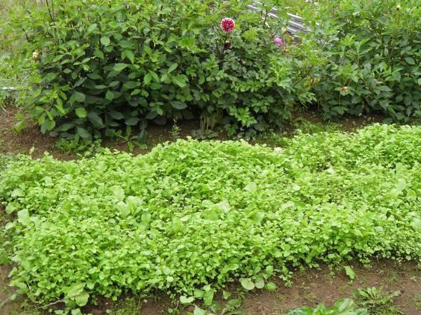 Прополка, применение гербицидов и мульчирование – современные способы борьбы с сорняками на огороде