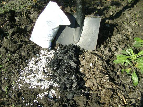 Черная смородина: посадка осенью. удобрения и подготовка почвы