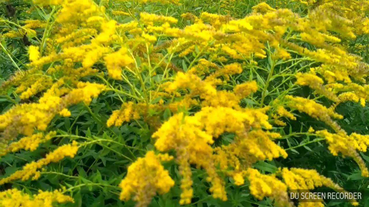Яркая трава золотарник: полезные свойства и противопоказания к применению