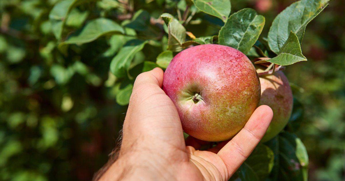 Почему яблоня не цветёт и не плодоносит и что с этим делать?
