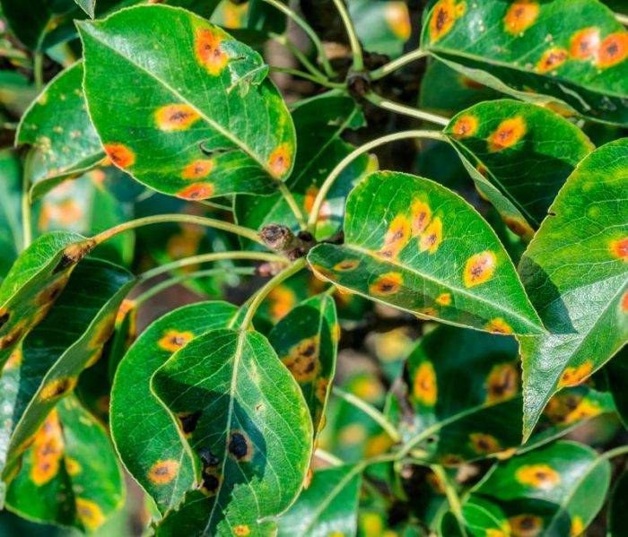 Ржавчина растений – признаки болезни и способы борьбы с ней