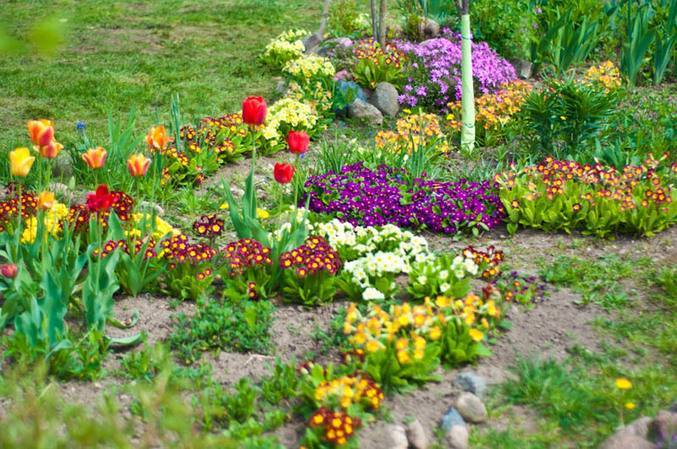 Садовые крокусы: фото цветов, посадка и размножение