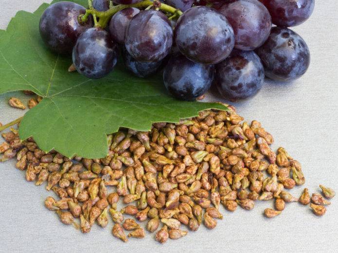 Размножение виноградной лозы - вегетативный способ размножения виноградной лозы