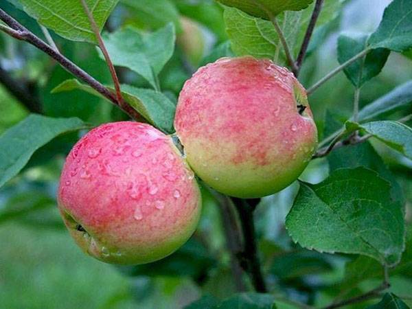 Любимица дачников – яблоня грушовка