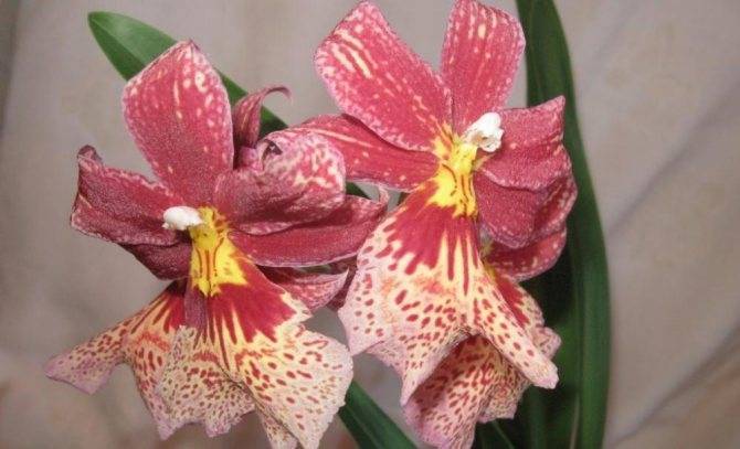 Камбрия – танцующая орхидея