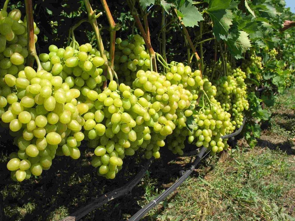 Как обрезать виноград летом от ненужных побегов и листьев