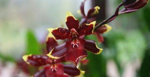 Орхидея камбрия: уход и содержание в домашних условиях