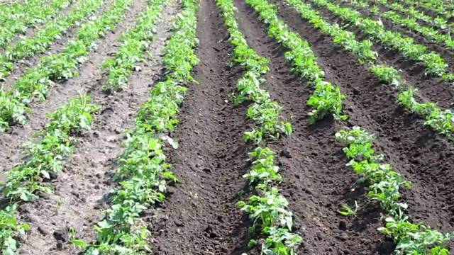 Зачем нужно окучивание и почему после него урожайность картофеля существенно возрастает?