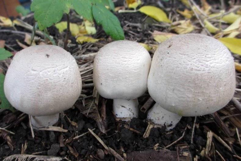 Как вырастить лесные грибы на даче
