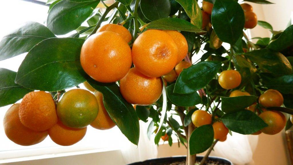 Как вырастить мандарин из косточки в домашних условиях: пошаговая инструкция как правильно посадить и ухаживать за мандариновым деревцем (видео + 115 фото)