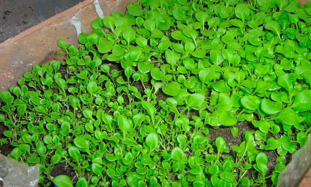 Посев и выращивание семян петуний в торфяных таблетках, видео
