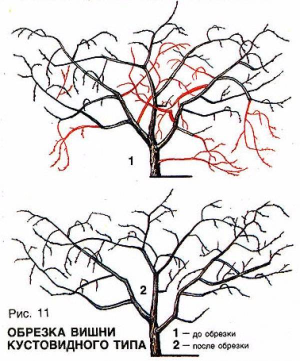 Схема формирования кроны вишни