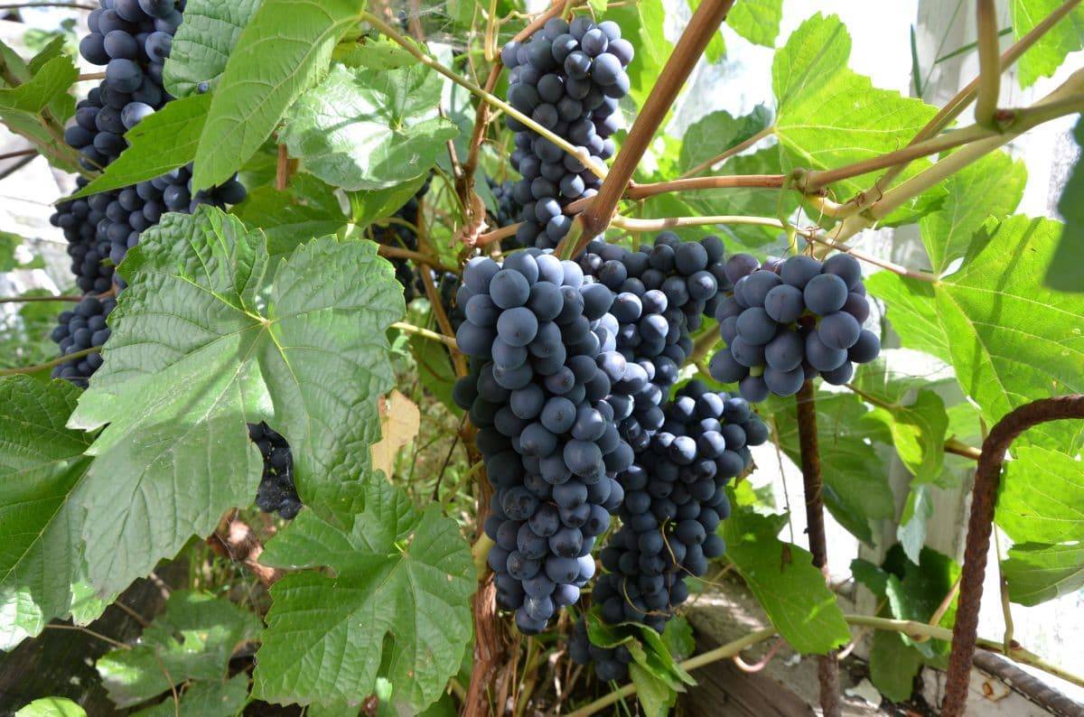 Виноград на урале: посадка и выращивание