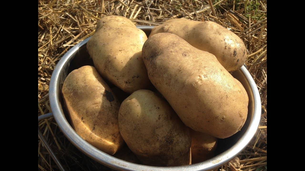 Традиционные и новые способы выращивания картофеля: плюсы и минусы каждого