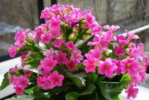 Цветущее каланхоэ перестало радовать своими бутонами: как заставить цвети растение?