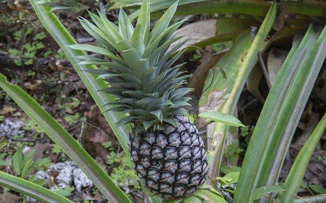Чем полезен ананас для организма человека – 9 доказанных фактов