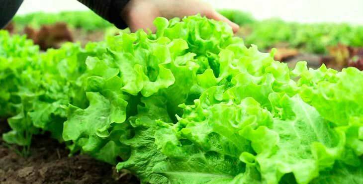 Всё о выращивании салата айсберг: от посадки семян и до сбора урожая