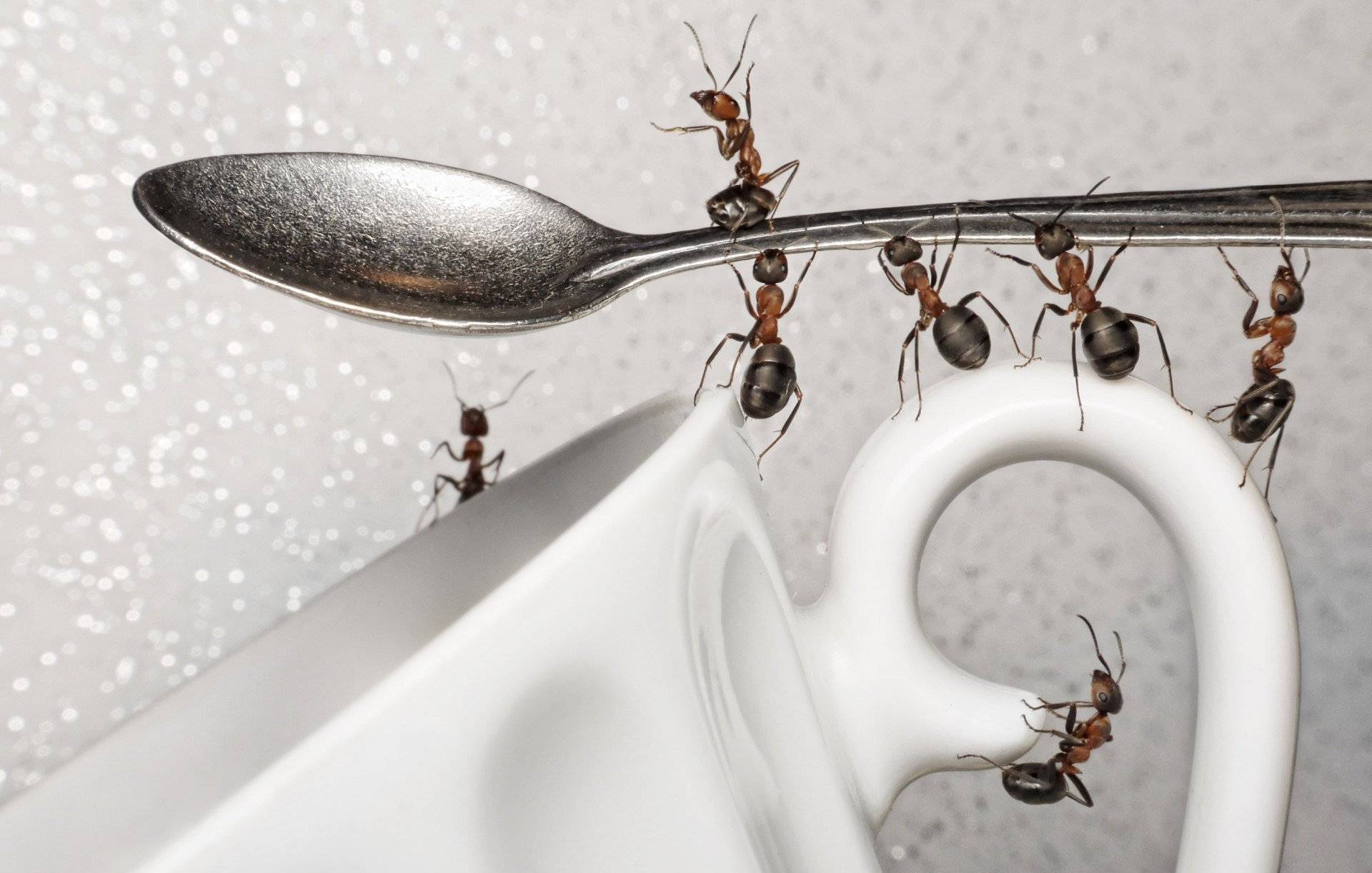 Народные средства борьбы с муравьями