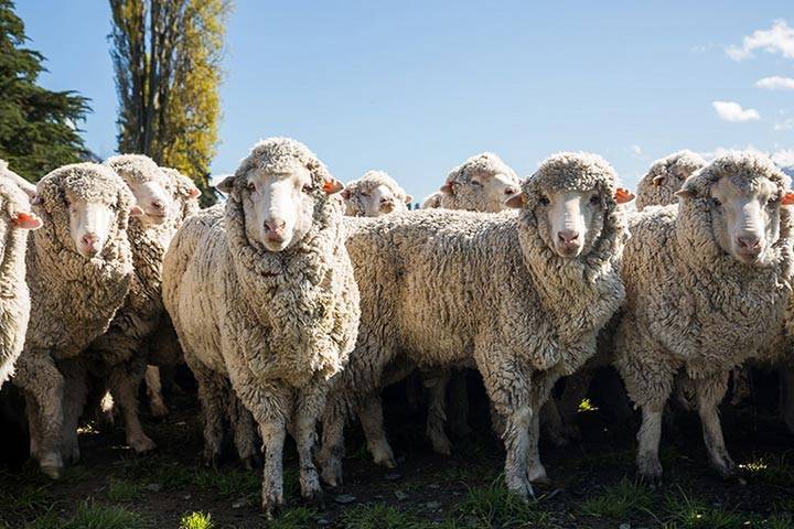 Причины развития овцеводства в австралии и лучшие породы, размер поголовья