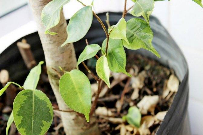 У фикуса бенджамина опадают листья — как спасти растение
