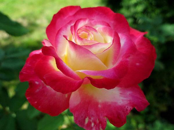 Чайно-гибридная роза дабл делайт – описание и отзывы о прекрасных цветах