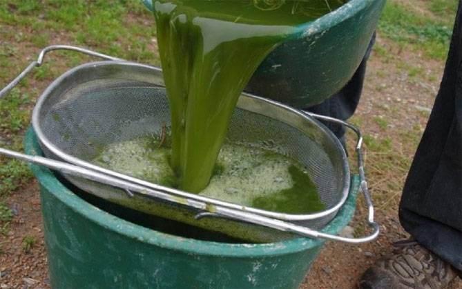 Как сделать зелёное удобрение из травы с водой в бочке